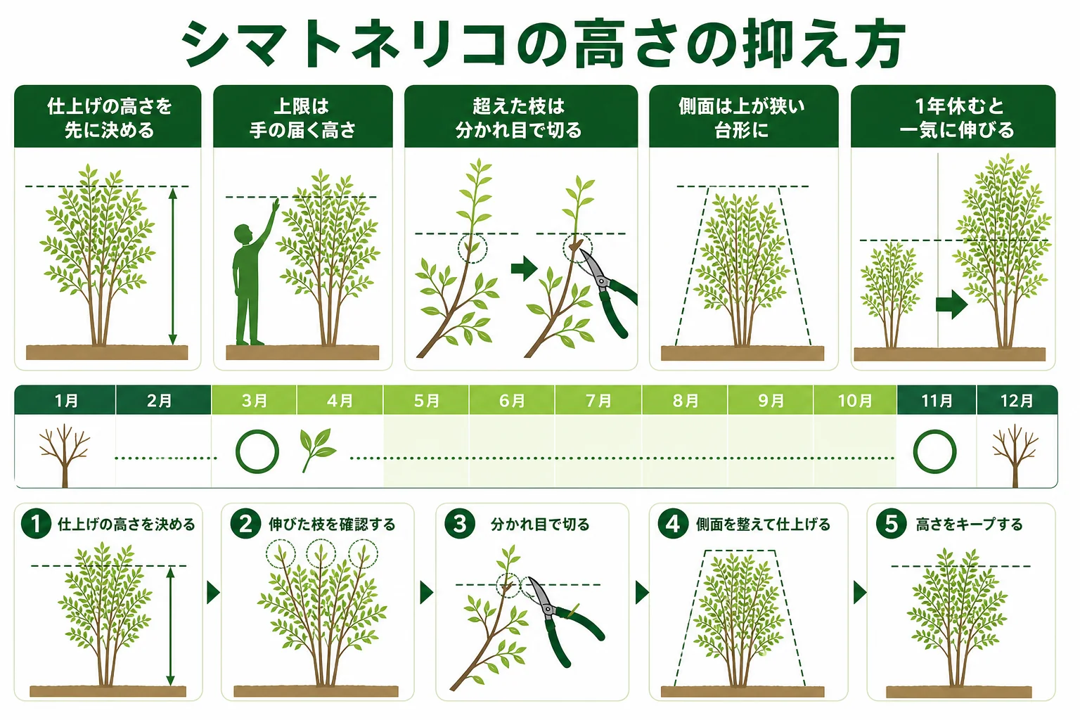 シマトネリコの生垣の高さを抑えるために、仕上げの高さを決めて超えた枝を切り戻す流れを示した図解