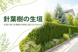 生垣に使う針葉樹の特徴と選び方を解説する記事のアイキャッチ