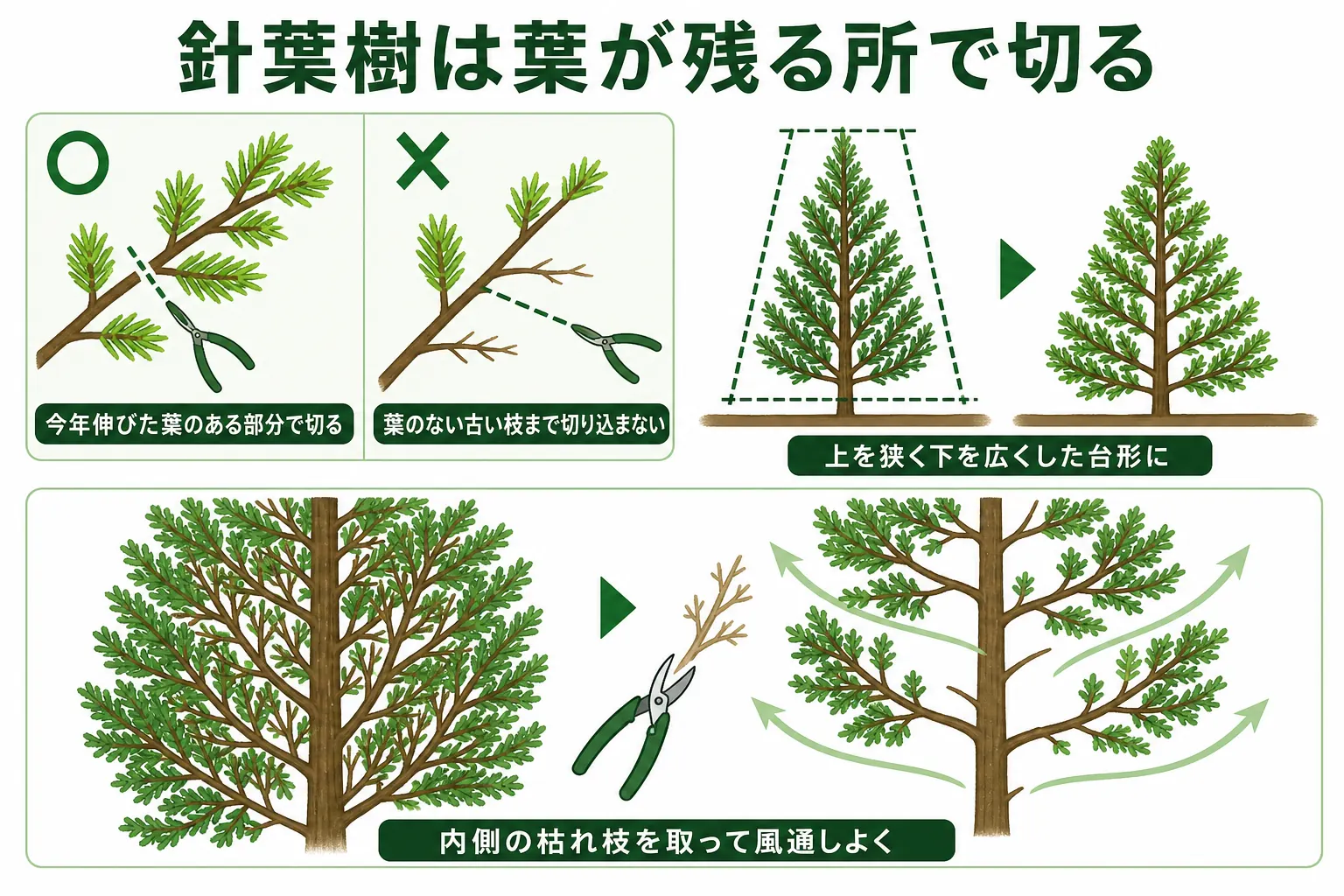 針葉樹の生垣で、葉のある部分で切ると芽が出やすく、葉のない古い枝まで切ると芽が出にくいことを示した図解