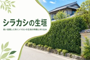 高い目隠しに向くシラカシの生垣の特徴と刈り込みを解説する記事のアイキャッチ