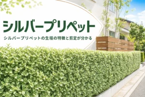 シルバープリペットの生垣の特徴と、明るい斑を保つ剪定を解説する記事のアイキャッチ