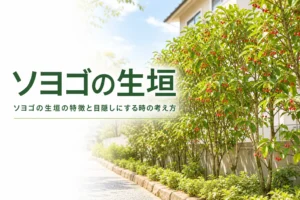 ソヨゴの生垣の特徴と目隠しにする時の考え方を解説する記事のアイキャッチ
