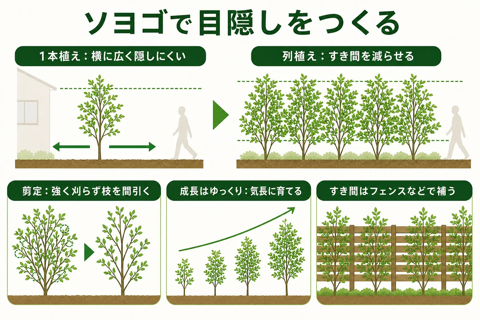 ソヨゴで目隠しをつくる時の、1本植えと列植えの違い、間引き剪定、成長がゆっくりな点を示した図解