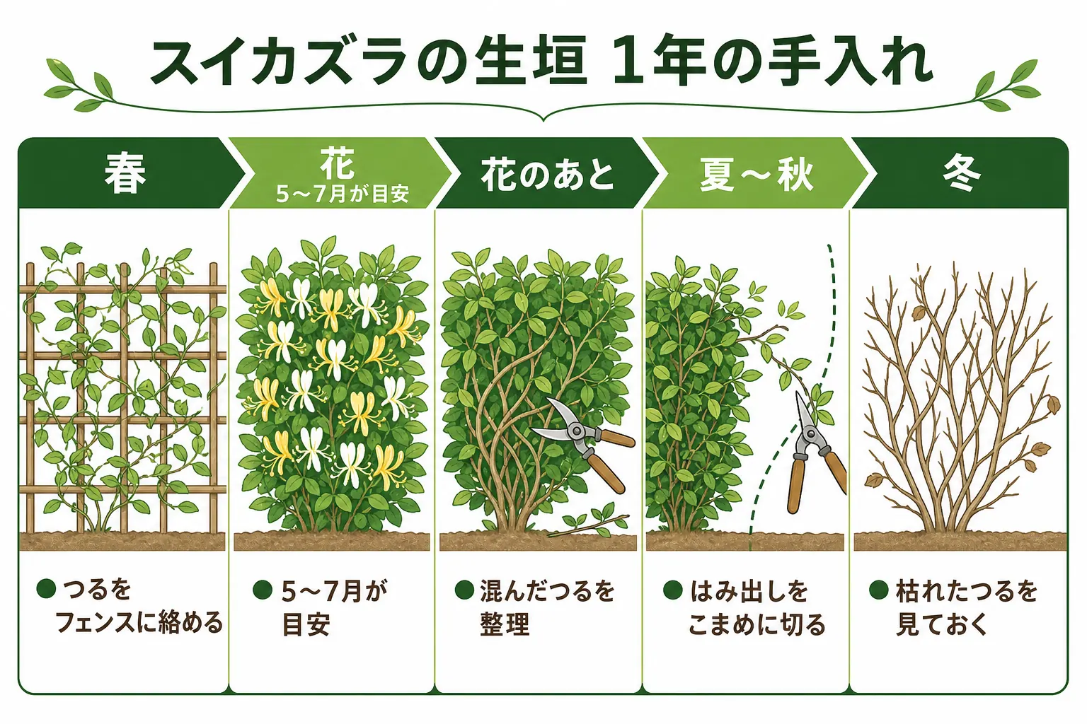 スイカズラの生垣の1年の手入れを、春のつるの誘引・初夏の花・花のあとの整理・冬の見回りの順に並べたカレンダーの図解
