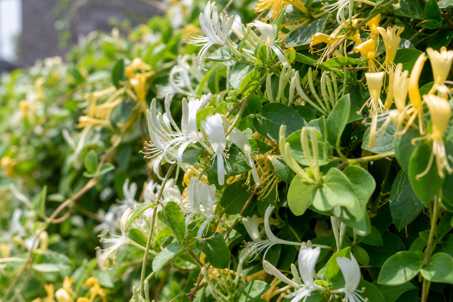 白と黄色の花が混ざって咲くスイカズラがフェンスに絡んだ様子を近くから写した写真