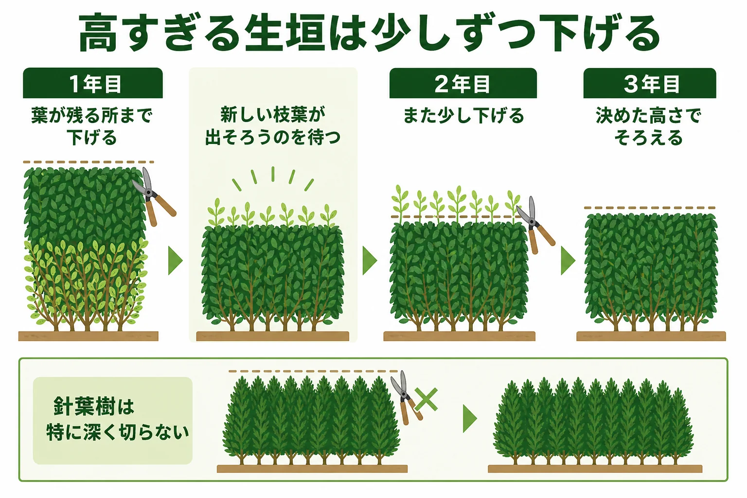 高くなりすぎた生垣を、1年目・2年目・3年目と分けて、少しずつ上面を下げていく手順を示した図解