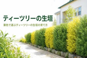 品種の選び方と育て方を紹介するティーツリー（メラレウカ）の生垣の記事のアイキャッチ