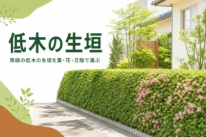 常緑の低木の生垣の選び方を解説する記事のアイキャッチ