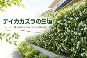 フェンスに絡める常緑のつるで作るテイカカズラの生垣の育て方を解説する記事のアイキャッチ