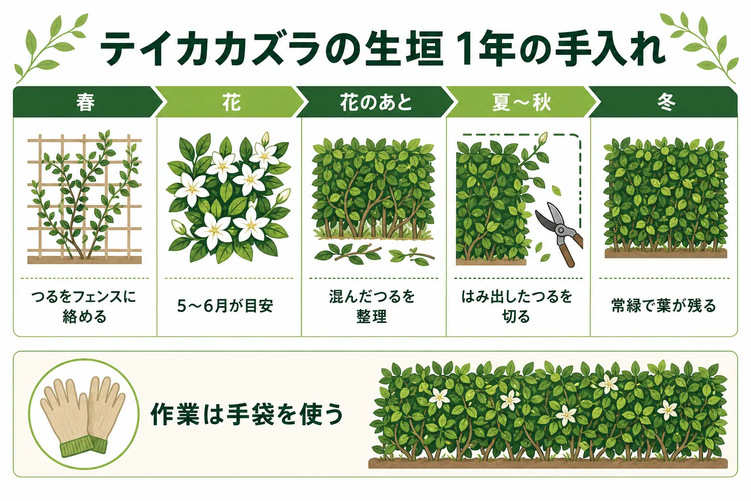 テイカカズラの生垣の1年の手入れを、春のつるの誘引・初夏の花・花のあとの整理・冬の見回りの順に並べたカレンダーの図解