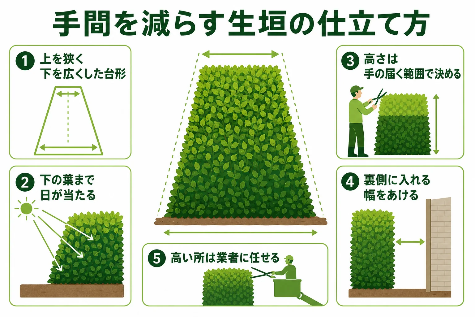 生垣を上を狭く下を広くした台形に刈り込み、手の届く高さで仕上げた様子を示した図解