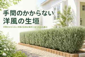 手間のかからない洋風の生垣の選び方と育てやすい洋風の木を解説する記事のアイキャッチ