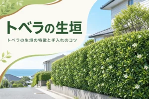 トベラの生垣の特徴と手入れのコツを解説する記事のアイキャッチ