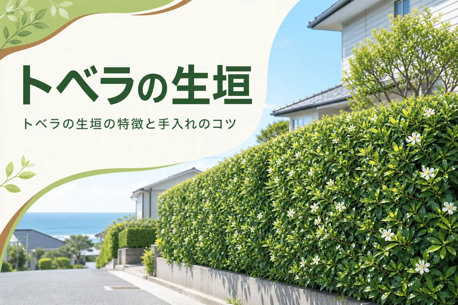 トベラの生垣の特徴と手入れのコツを解説する記事のアイキャッチ