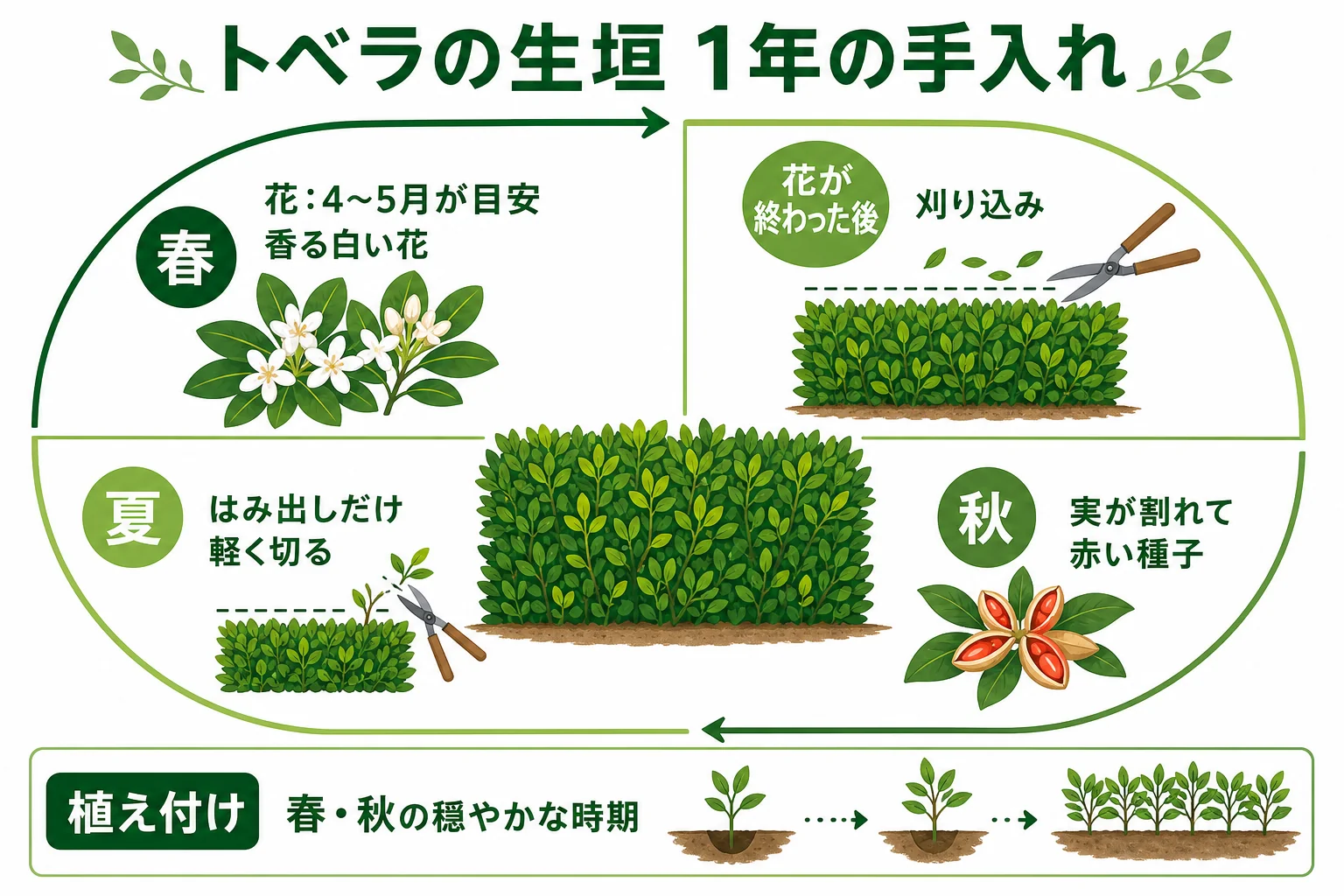 トベラの生垣の1年を、4〜5月の花、花後の刈り込み、秋の赤い種子、植え付けに向く時期の順に並べたカレンダーの図解