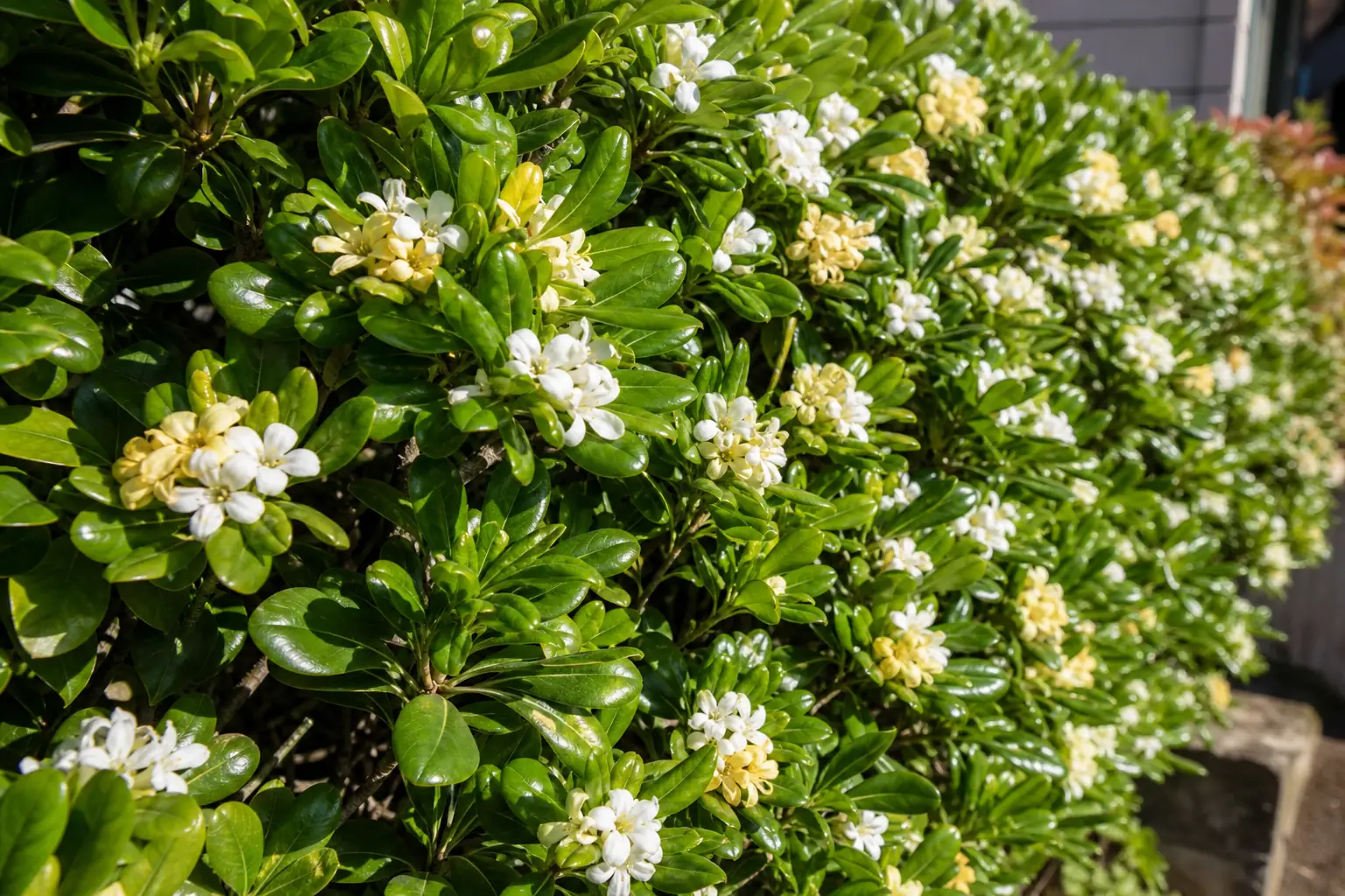 光沢のある葉の上に白い花が咲いたトベラの生垣を近くから写した写真