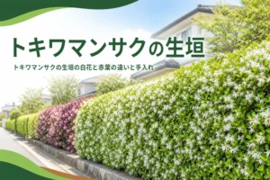 トキワマンサクの生垣の白花と赤葉の違いと手入れを解説する記事のアイキャッチ