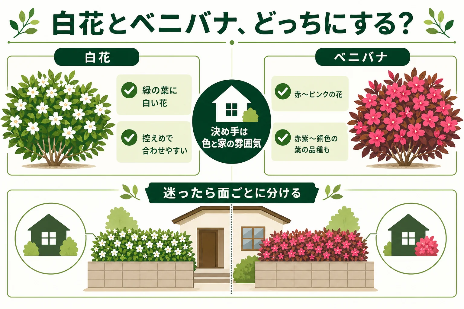 白花のトキワマンサクとベニバナトキワマンサクの花と葉の色の違い、合う家の雰囲気を比べた図解