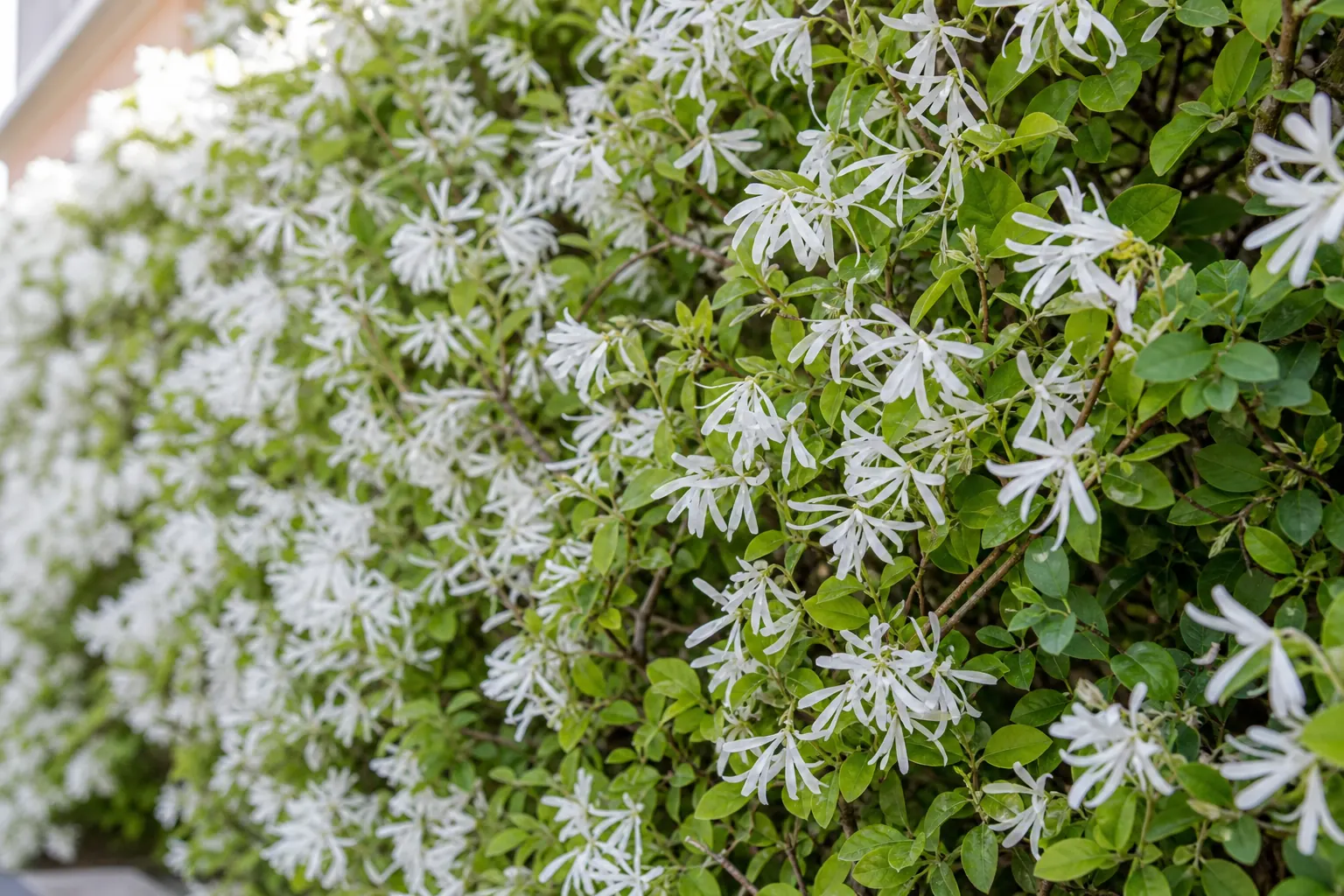 春に白いひも状の花が咲いたトキワマンサクの生垣を近くから写した写真