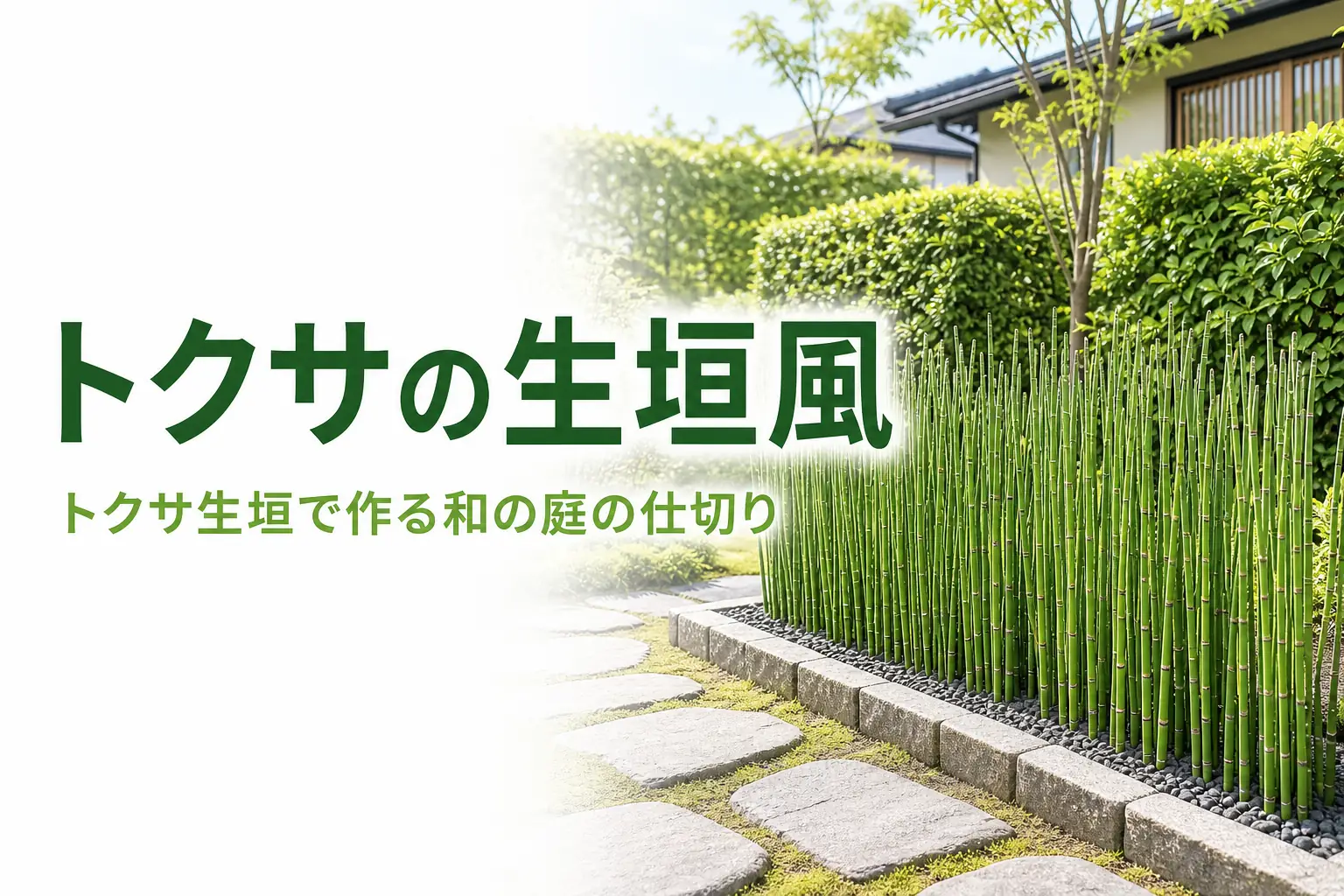 和の庭の仕切りになるトクサの生垣風の植栽と広がりの抑え方を解説する記事のアイキャッチ