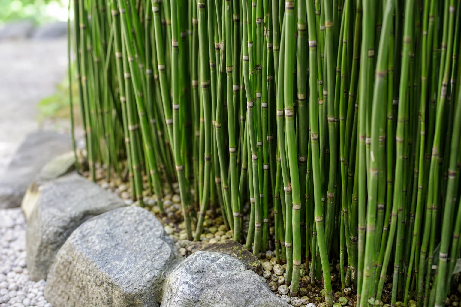 節のあるまっすぐな緑の茎が並んだトクサの植え込みを近くから写した写真