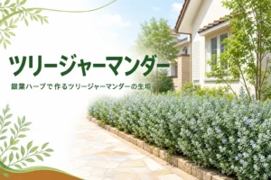 銀白色の葉で作るツリージャーマンダーの低い生垣の特徴と手入れを紹介する記事のアイキャッチ