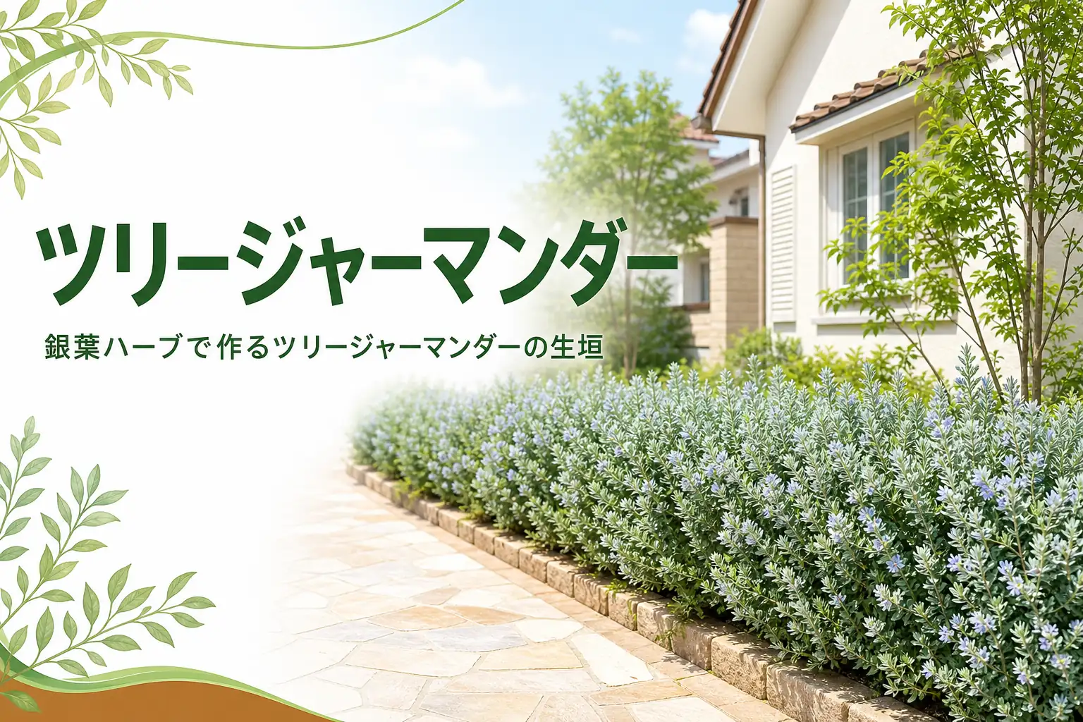 銀白色の葉で作るツリージャーマンダーの低い生垣の特徴と手入れを紹介する記事のアイキャッチ