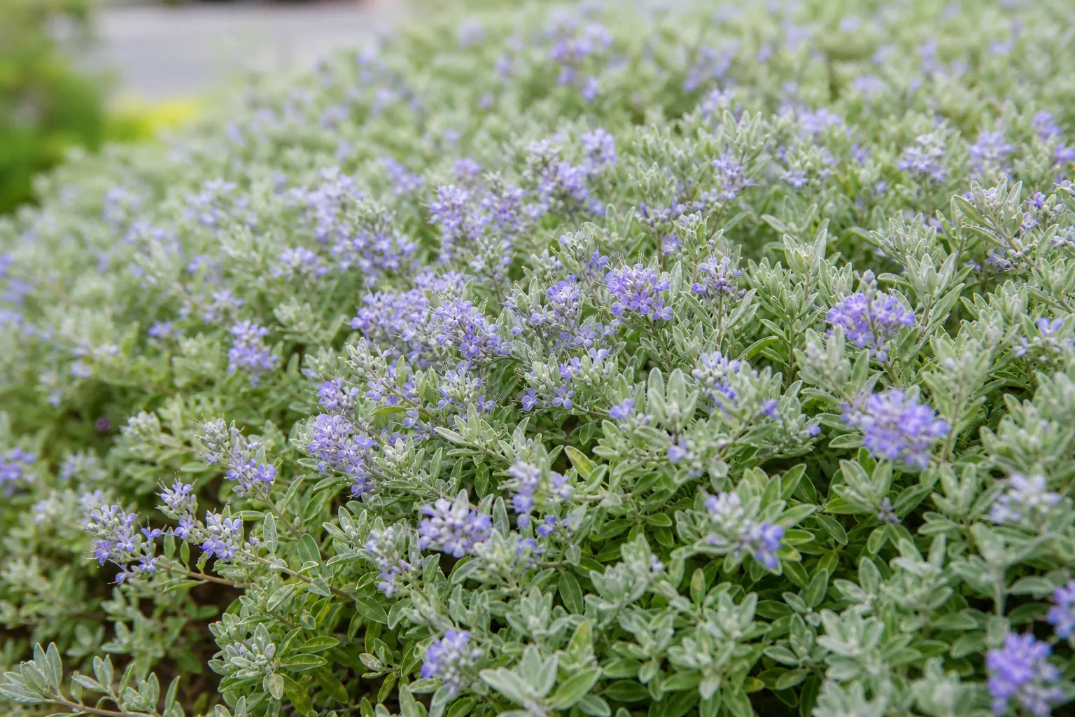 銀白色の小さな葉が密につき、淡い青紫の花が咲いたツリージャーマンダーの生垣を近くから写した写真