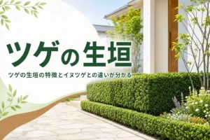 ツゲの生垣の特徴と、イヌツゲとの違いや手入れを解説する記事のアイキャッチ