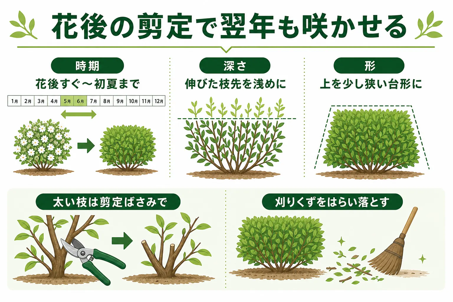 ツツジの生垣を花後に刈る時の、時期の目安と台形の形、刈る深さを示した図解