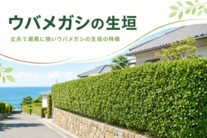 丈夫で潮風に強いウバメガシの生垣の特徴を解説する記事のアイキャッチ
