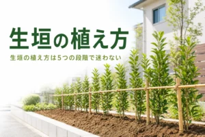 生垣の植え方と苗の間隔・時期を解説する記事のアイキャッチ