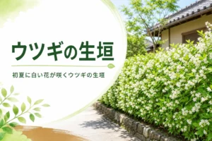 初夏の白い花と昔ながらの仕切りとしてのウツギの生垣を紹介する記事のアイキャッチ