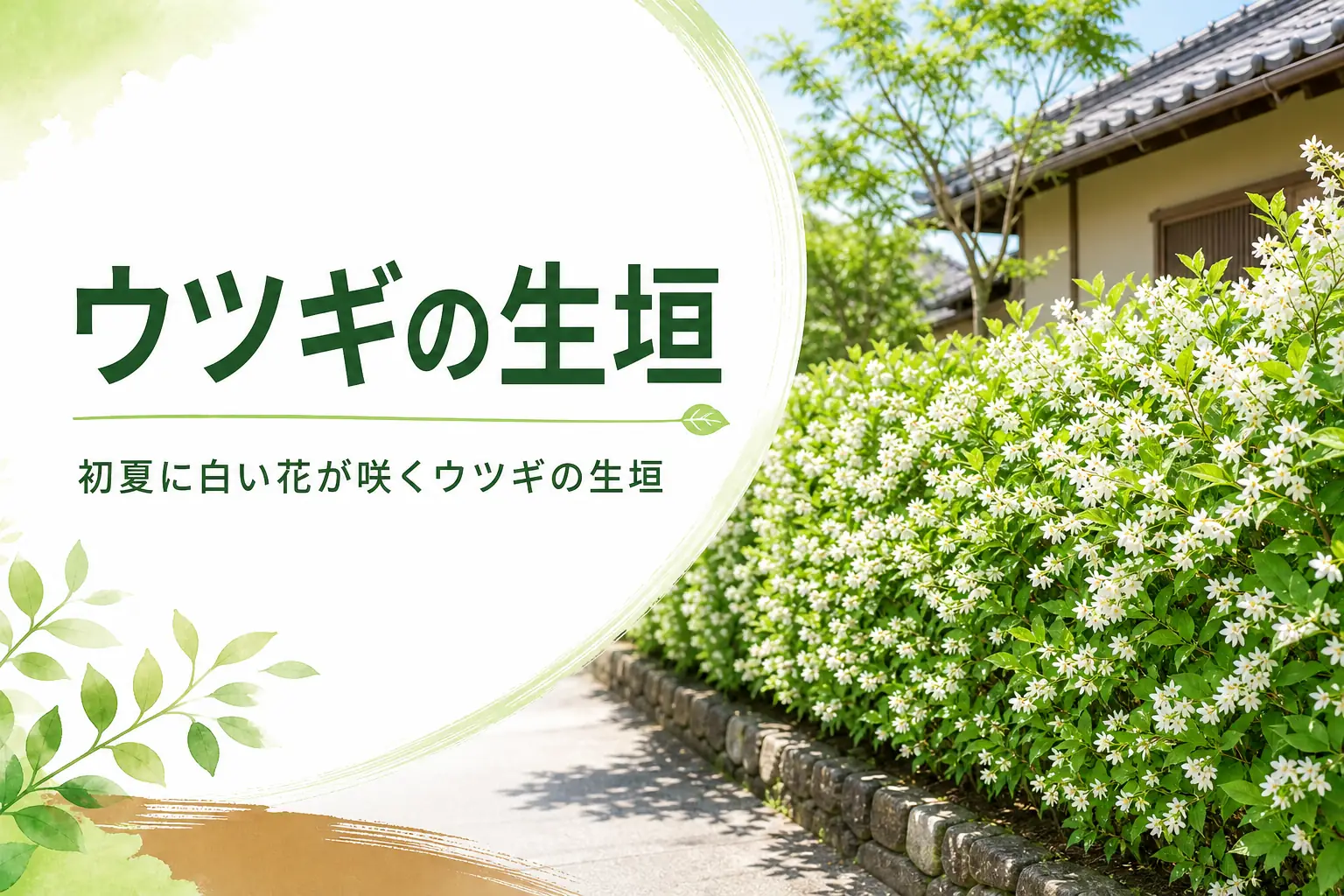 初夏の白い花と昔ながらの仕切りとしてのウツギの生垣を紹介する記事のアイキャッチ