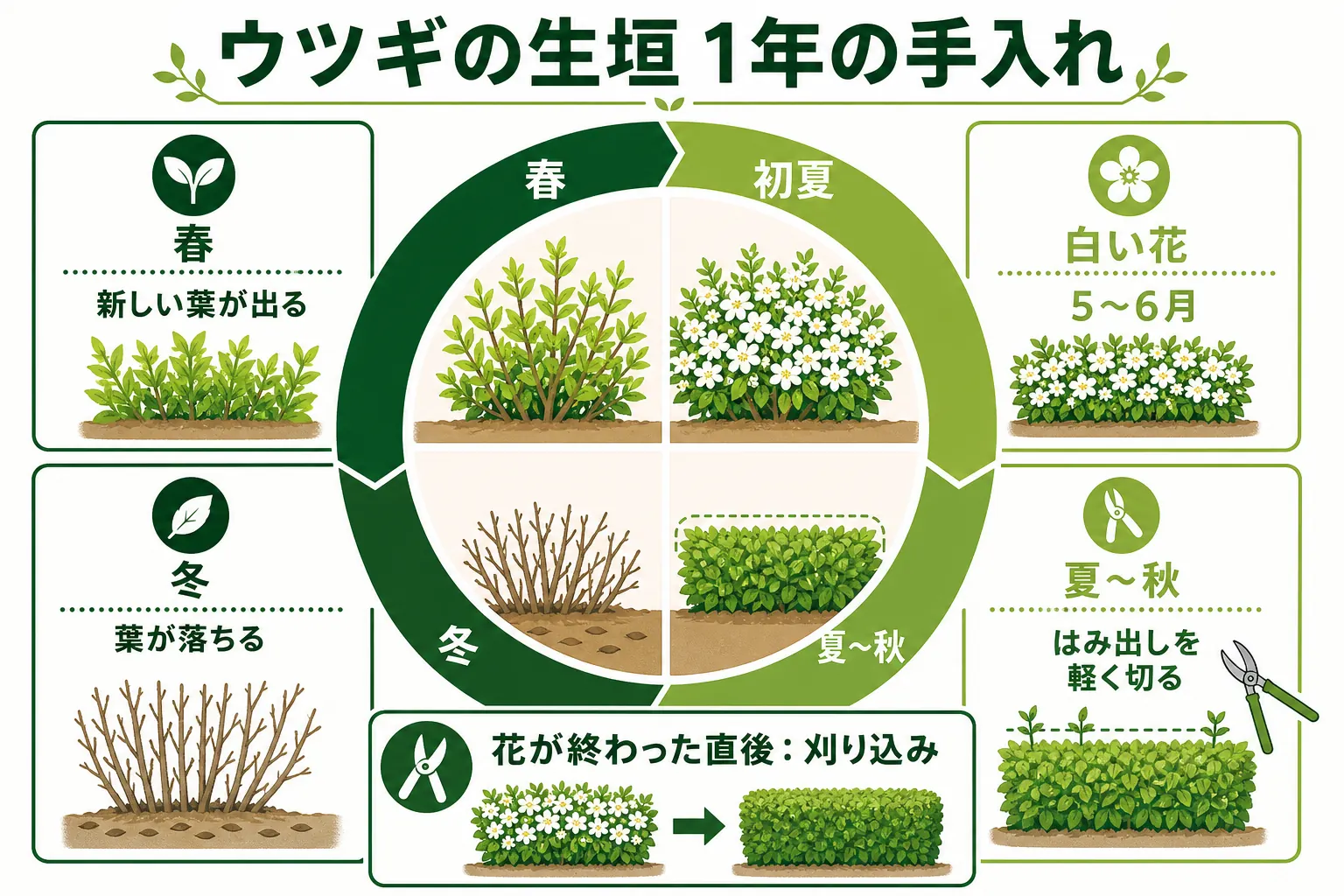 ウツギの生垣の1年の手入れを、初夏5〜6月の花・花後すぐの剪定・夏の軽い整え・冬の落葉の順に並べたカレンダーの図解