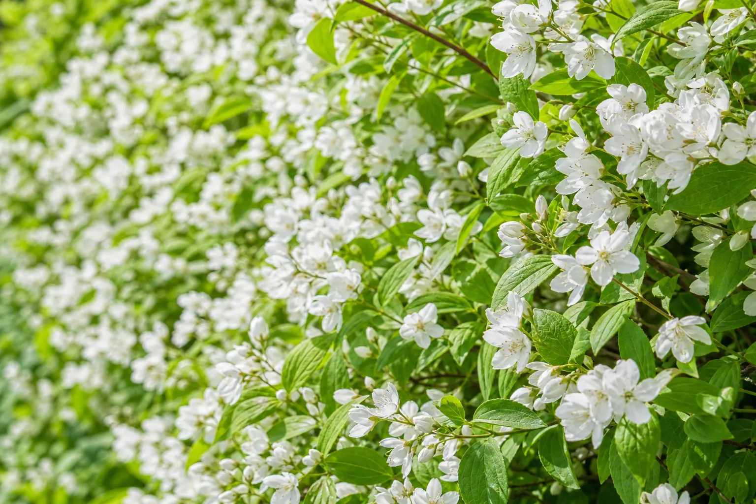 初夏に白い卯の花が咲いたウツギの生垣を近くから写した写真