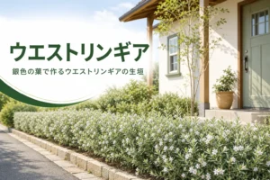 銀色の葉の洋風低木で作るウエストリンギアの生垣の特徴と手入れを紹介する記事のアイキャッチ