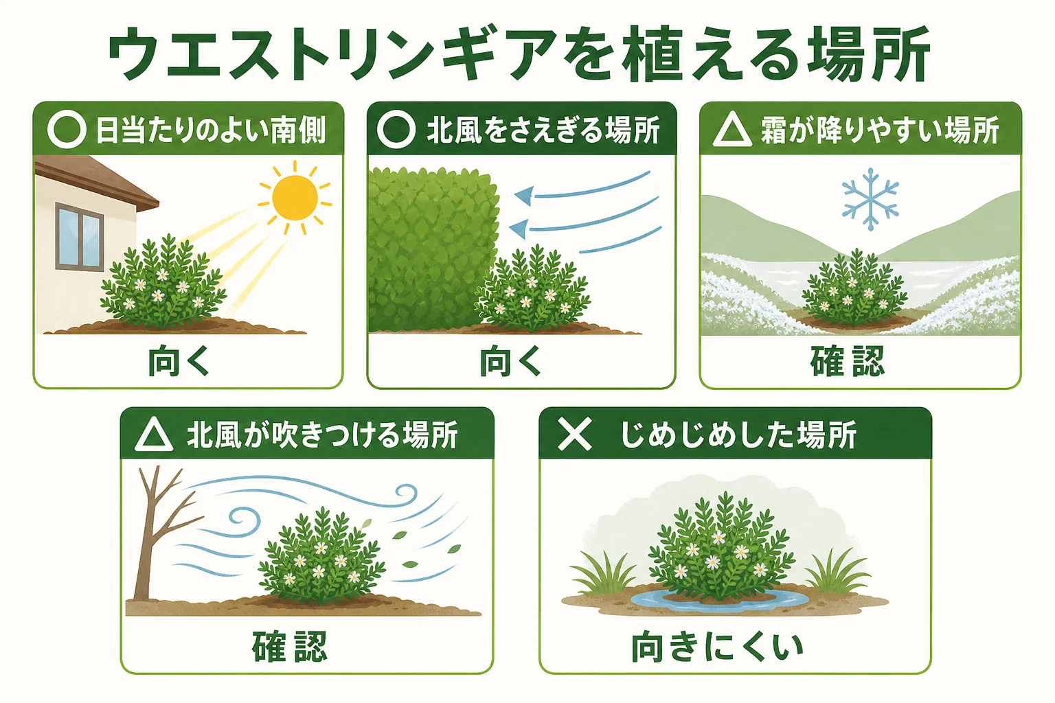 ウエストリンギアの生垣を植える場所を、日当たり・水はけ・霜や冷たい風の当たり方で選び分ける図解