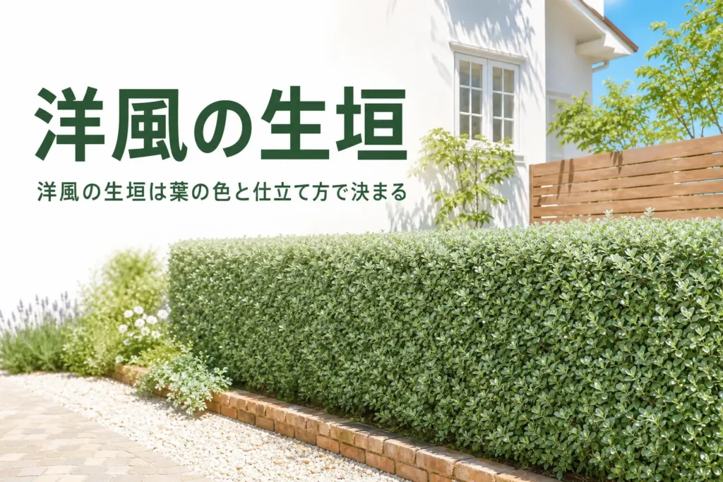 洋風の生垣に合う木と、洋風に見せる仕立て方を解説する記事のアイキャッチ