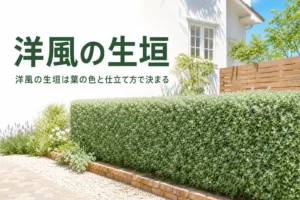 洋風の生垣に合う木と、洋風に見せる仕立て方を解説する記事のアイキャッチ